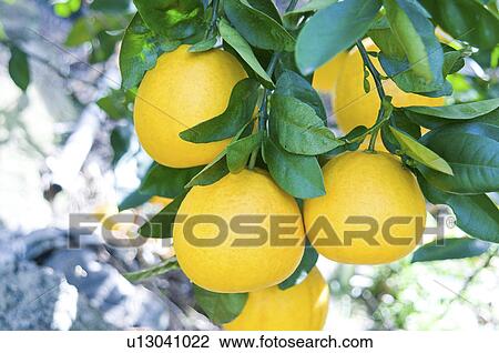 Stock Image - Kawachibankan (Citrus grandis) on tree. Fotosearch