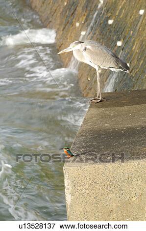 Kingfisher and Grey Heron, Chiba Prefecture, Japan View Large Photo Image Stock Photo - Kingfisher and Grey Heron, Chiba Prefecture, Japan. Fotosearch