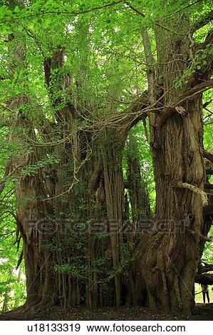 Stock Photo - Kitakanegasawa gingko tree, Aomori Prefecture, Japan. Fotosearch