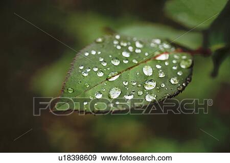 Stock Photo - Leaf and dew drops, Chiba Prefecture, Honshu, Japan. Fotosearch