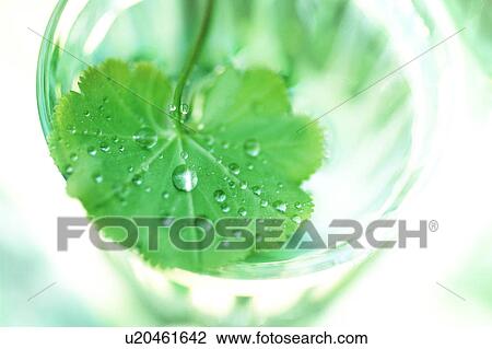 Stock Image - Leaf in a glass of water. Fotosearch