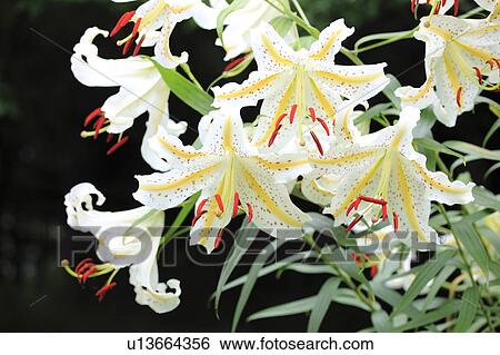 Stock Photograph - Leichtlins' Lily ( Lilium leichtlinii). Fotosearch