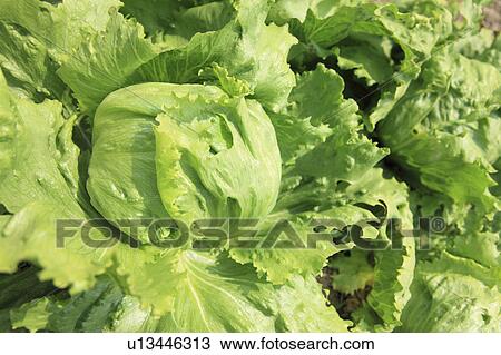 Stock Image - Lettuce, close-up. Fotosearch