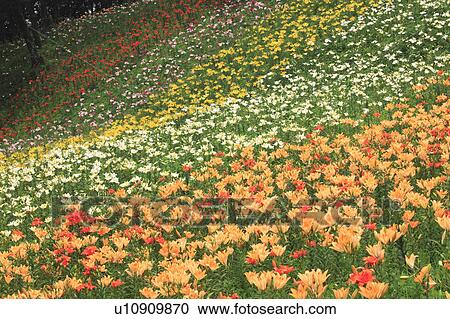 Lilies, Saitama Prefecture, Japan View Large Photo Image Stock Image - Lilies, Saitama Prefecture, Japan. Fotosearch