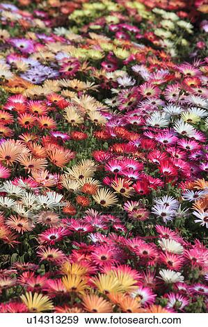 Livingstone daisies View Large Photo Image Stock Photo - Livingstone daisies. Fotosearch