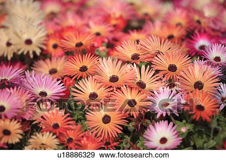 Stock Photo - Livingstone daisies. Fotosearch