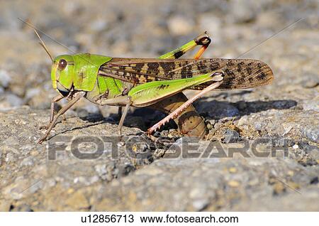 Locust laying eggs, Japan View Large Photo Image Stock Image - Locust laying eggs, Japan. Fotosearch