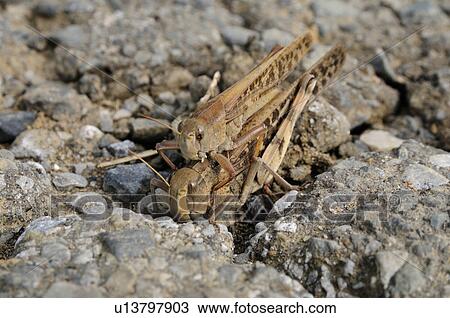 Locusts mating, Japan View Large Photo Image Stock Image - Locusts mating, Japan. Fotosearch