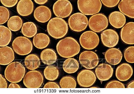 Logs View Large Photo Image Stock Photo - Logs. Fotosearch