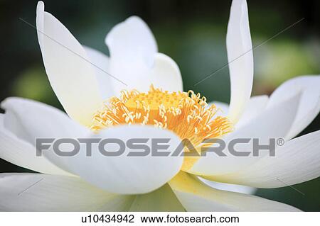 Lotus, Close-up View Large Photo Image Stock Image - Lotus, Close-up. Fotosearch
