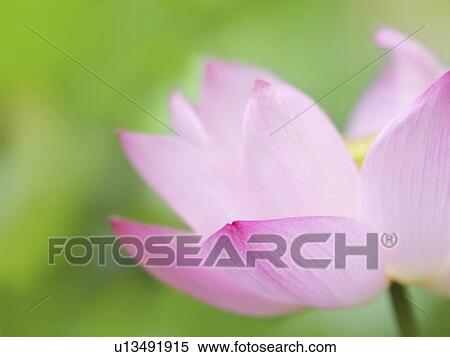 Lotus Flower View Large Photo Image Stock Photography - Lotus Flower. Fotosearch