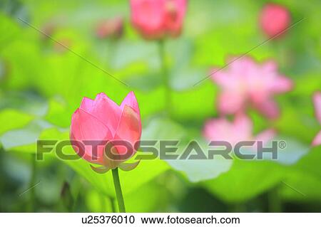 Lotus, Japan View Large Photo Image Stock Image - Lotus, Japan. Fotosearch