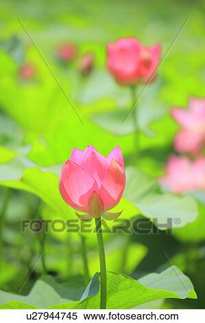 Stock Photography - Lotus, Japan. Fotosearch