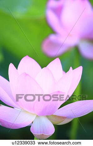 Stock Image - Lotus, Nagano Prefecture, Japan. Fotosearch