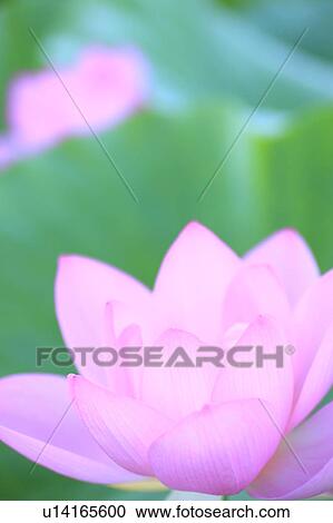 Lotus, Nagano Prefecture, Japan View Large Photo Image Stock Image - Lotus, Nagano Prefecture, Japan. Fotosearch