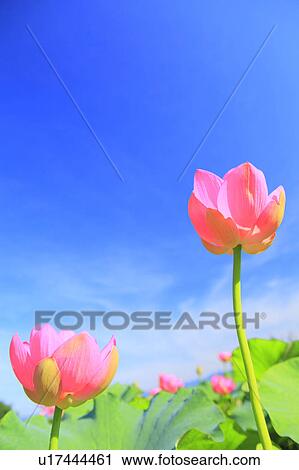 Lotus, Nagano Prefecture, Japan View Large Photo Image Stock Image - Lotus, Nagano Prefecture, Japan. Fotosearch