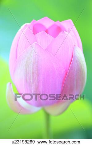 Lotus, Nagano Prefecture, Japan View Large Photo Image Stock Photo - Lotus, Nagano Prefecture, Japan. Fotosearch
