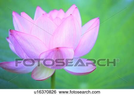 Stock Photograph - Lotus, Nagano Prefecture, Japan. Fotosearch
