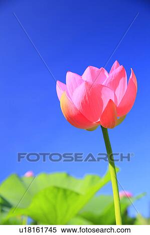 Stock Photography - Lotus, Nagano Prefecture, Japan. Fotosearch