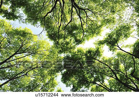 Picture - Maple Trees. Fotosearch