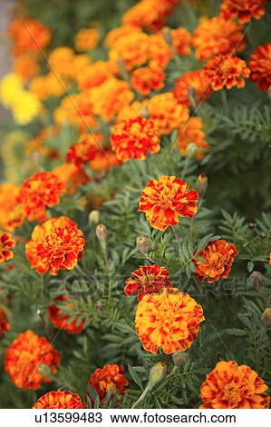 Marigold Flowers View Large Photo Image Stock Image - Marigold Flowers. Fotosearch