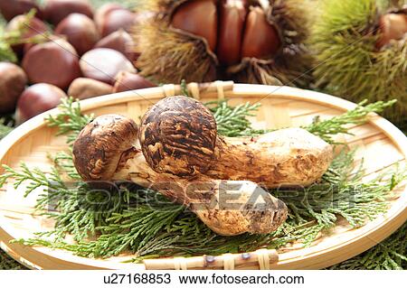 Stock Image - Matsutake Mushrooms and Chestnuts. Fotosearch