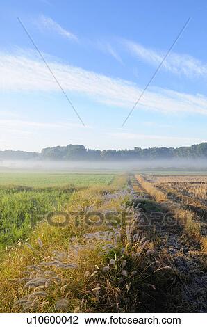 Morning fog at rice paddies, Chiba Prefecture, Japan View Large Photo Image Stock Image - Morning fog at rice paddies, Chiba Prefecture, Japan. Fotosearch