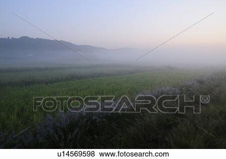 Morning fog at rice paddies, Chiba Prefecture, Japan View Large Photo Image Stock Photo - Morning fog at rice paddies, Chiba Prefecture, Japan. Fotosearch