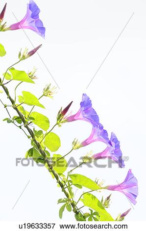 Stock Photo - Morning glories. Fotosearch