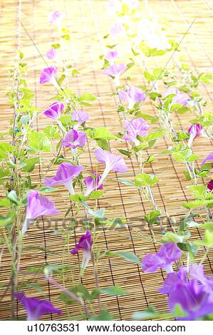 Morning Glory Flowers View Large Photo Image Stock Image - Morning Glory Flowers. Fotosearch