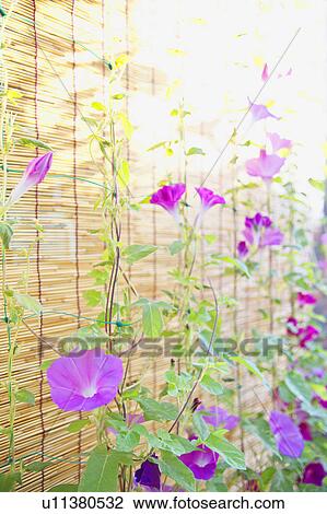 Stock Image - Morning Glory Flowers. Fotosearch