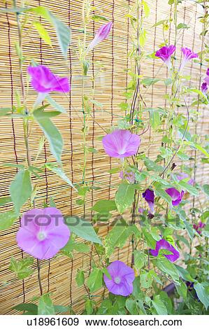 Morning Glory Flowers View Large Photo Image Stock Photo - Morning Glory Flowers. Fotosearch