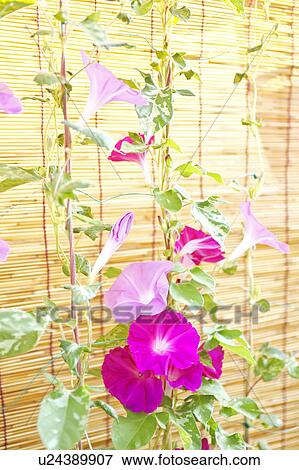Morning Glory Flowers View Large Photo Image Stock Photo - Morning Glory Flowers. Fotosearch