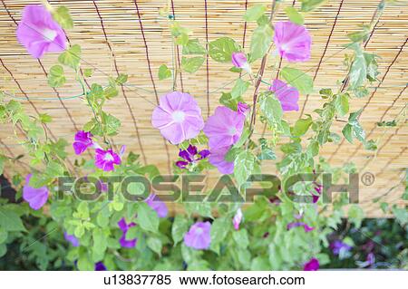 Morning Glory Flowers View Large Photo Image Stock Photography - Morning Glory Flowers. Fotosearch