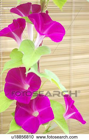 Morning Glory View Large Photo Image Stock Image - Morning Glory. Fotosearch
