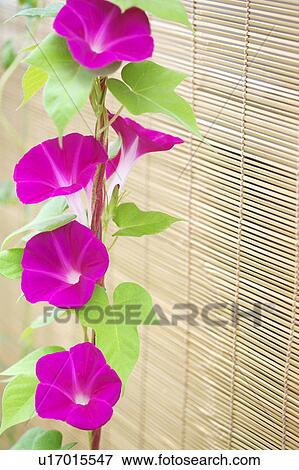 Morning Glory View Large Photo Image Stock Photo - Morning Glory. Fotosearch