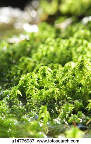 Moss and Stream View Large Photo Image Stock Photo - Moss and Stream. Fotosearch