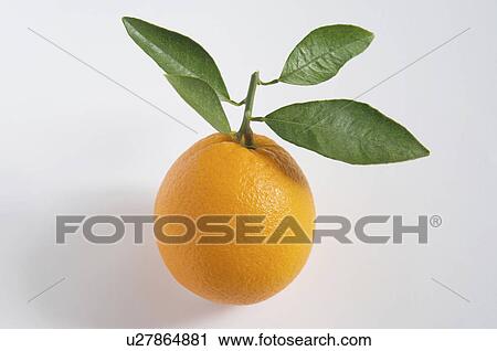 Navel orange View Large Photo Image Stock Image - Navel orange. Fotosearch