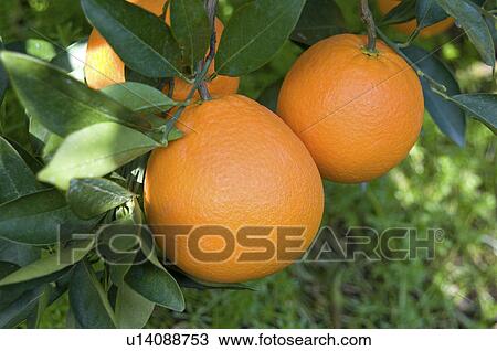 Navel oranges on tree View Large Photo Image Stock Image - Navel oranges on tree. Fotosearch