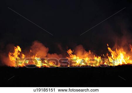 Noyaki (burning of field), Chiba Prefecture, Japan View Large Photo Image Stock Image - Noyaki (burning of field), Chiba Prefecture, Japan. Fotosearch
