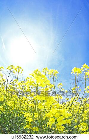 Stock Image - Oilseed Rape Field. Fotosearch