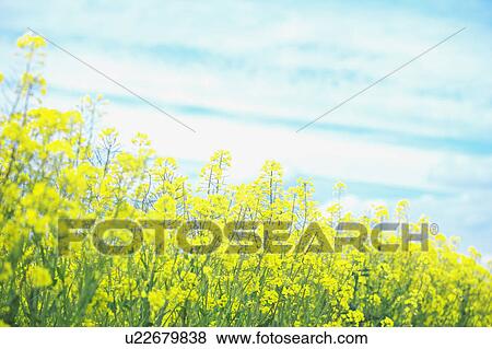 Stock Photo - Oilseed Rape Field. Fotosearch