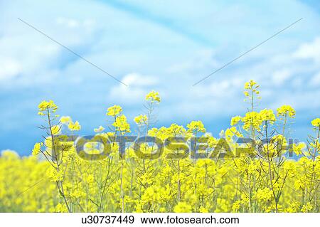 Stock Photo - Oilseed Rape Field. Fotosearch