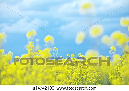 Stock Photograph - Oilseed Rape Field. Fotosearch