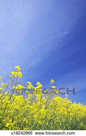 Oilseed Rape Field View Large Photo Image Stock Photograph - Oilseed Rape Field. Fotosearch