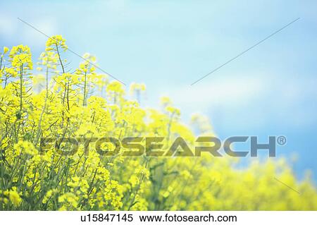 Oilseed Rape Field View Large Photo Image Stock Photography - Oilseed Rape Field. Fotosearch