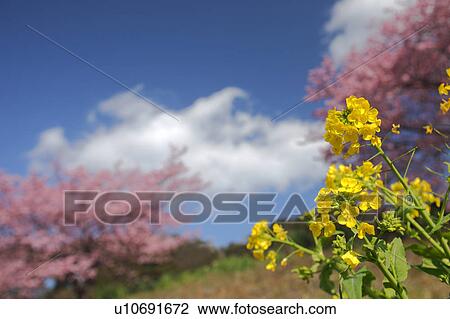 Oilseed rape, Shizuoka Prefecture, Japan View Large Photo Image Stock Image - Oilseed rape, Shizuoka Prefecture, Japan. Fotosearch