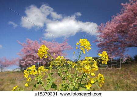 Stock Image - Oilseed rape, Shizuoka Prefecture, Japan. Fotosearch