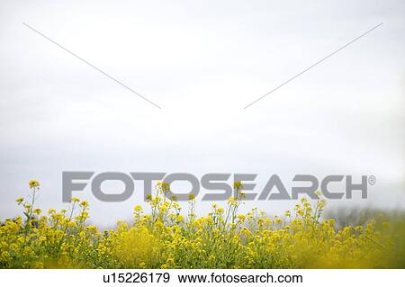 Oilseed rape, Tokyo Prefecture, Japan View Large Photo Image Stock Photo - Oilseed rape, Tokyo Prefecture, Japan. Fotosearch