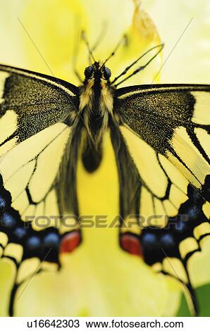 Old World Swallowtail View Large Photo Image Stock Image - Old World Swallowtail. Fotosearch